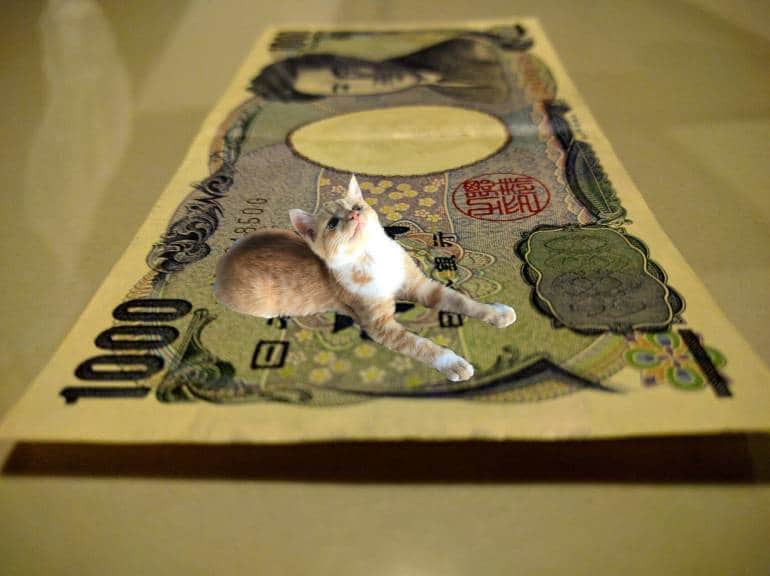 1000 yen note and cat