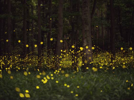 fireflies tokyo