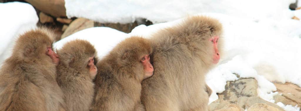 snow monkeys japan