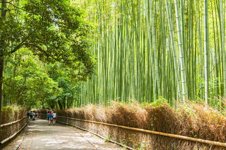 Kyoto's bamboo forest in summer -Tokyo to Kyoto Itinerary
