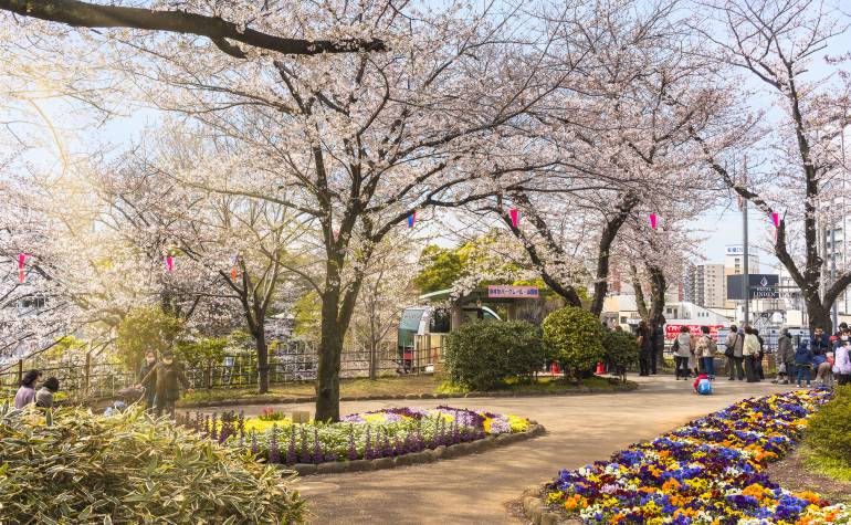 asukayama park cherry blossoms
