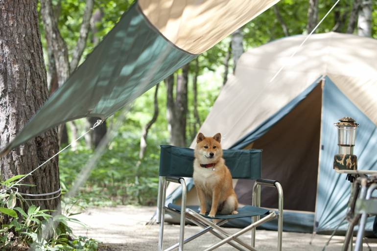 dog in front of a tent