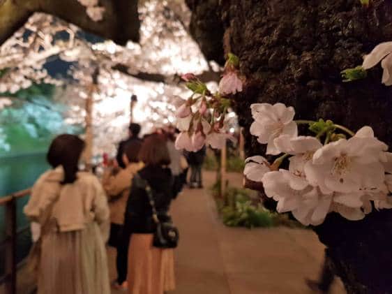 Chidorigafuchi Night Cherry blossom viewing