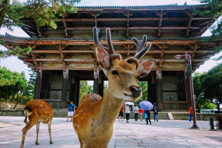 Deer at Nandaimon, Nara
