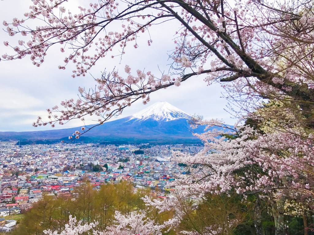 fuji-san with cherry blossoms