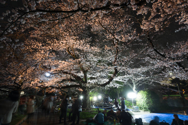 hibiya park tokyo cherry blossom sakura