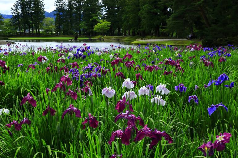 Flowers bloom next to a pond in Hiraizumi