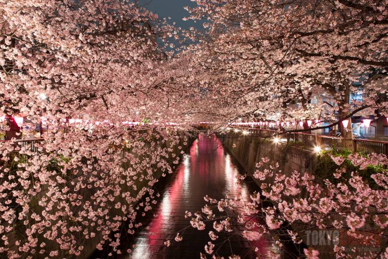 sakura cherry blossoms tokyo