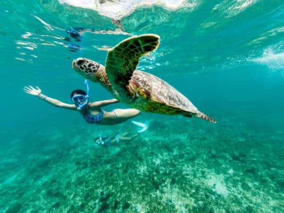 Turtle snorkel dive ocean sea