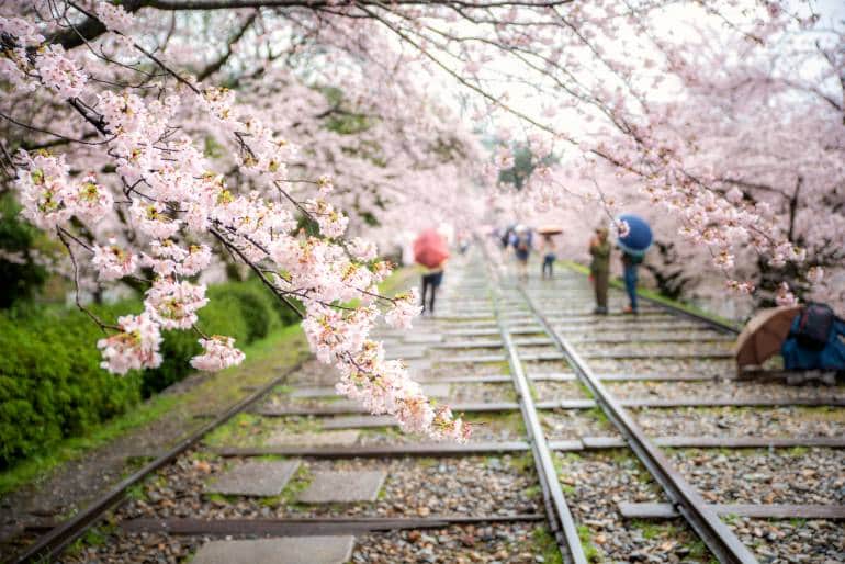 Keage Incline with cherry blossom trees in spring