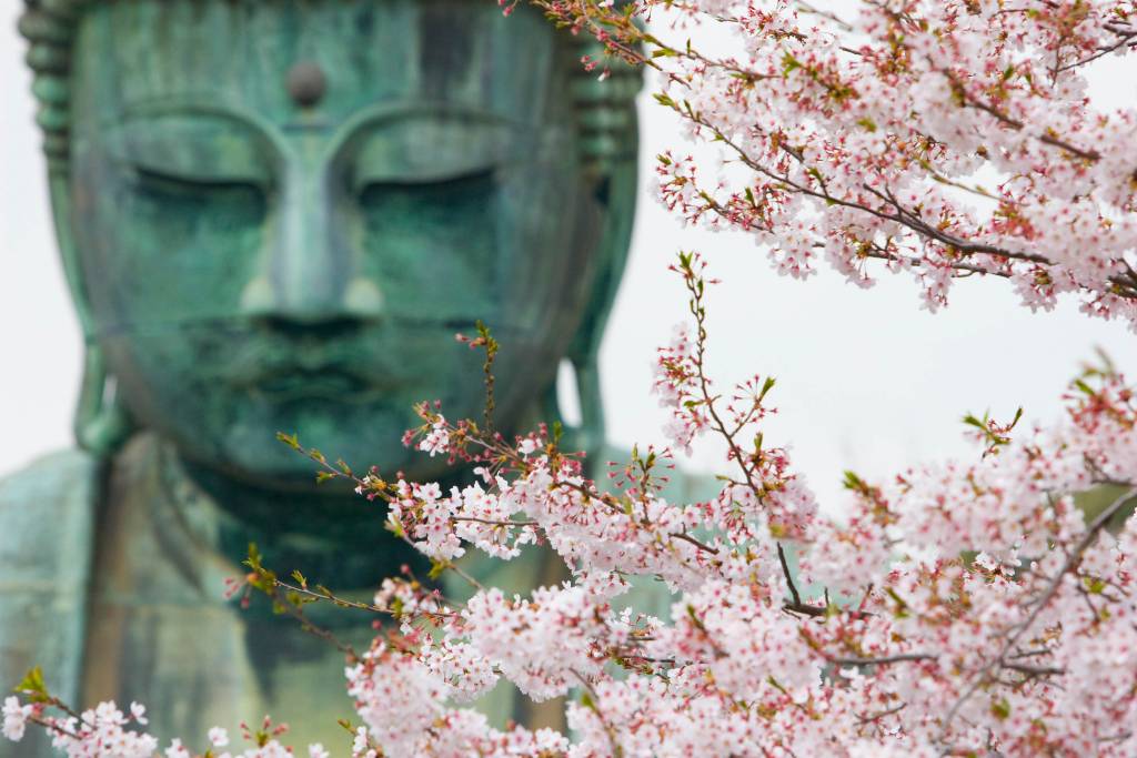Daibutsu Great Buddha of Kamakura at Kotokuin Temple cherry blossom spring