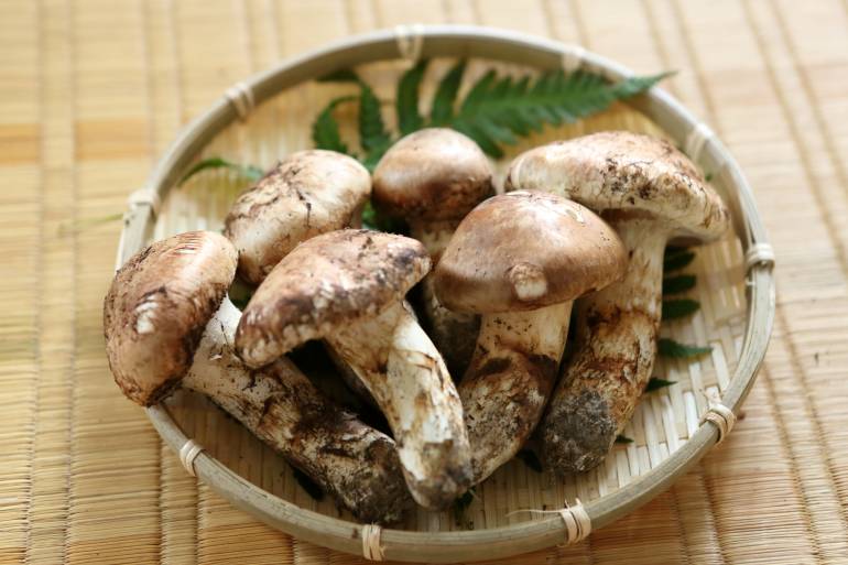 Matsutake mushrooms