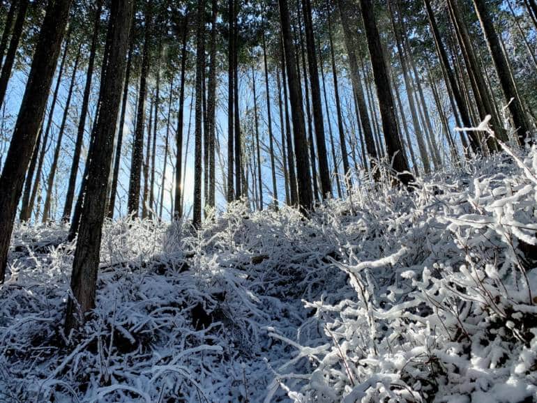 Okutama mountain forest in snow