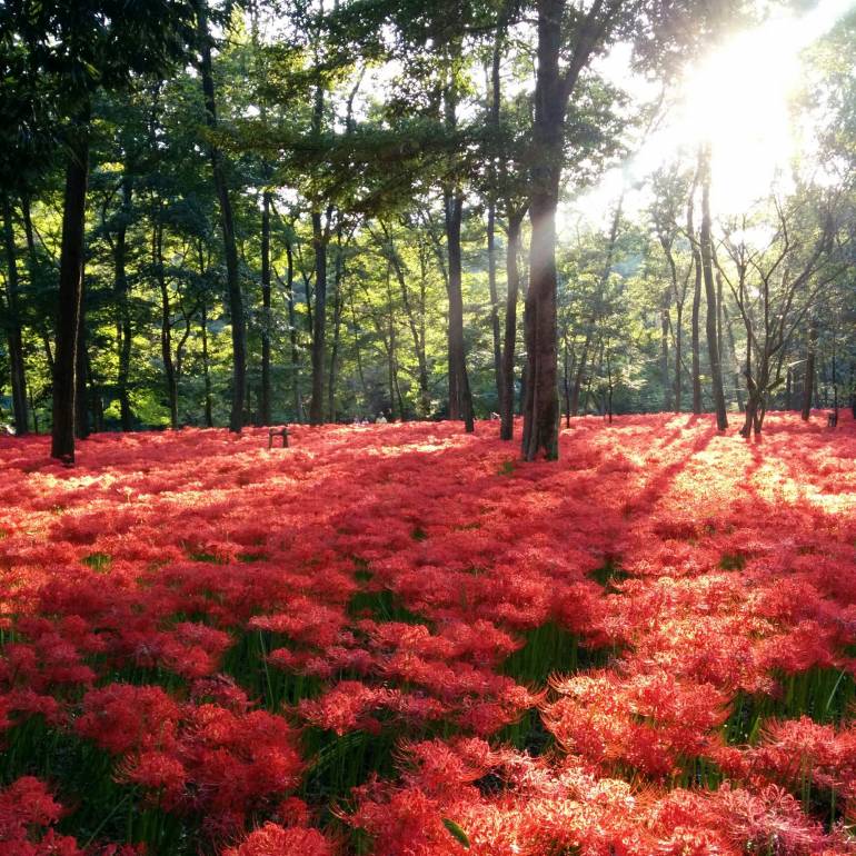 red spider lily flowers in Kinchakuda