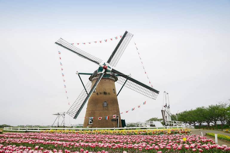 windmill with tulip fields