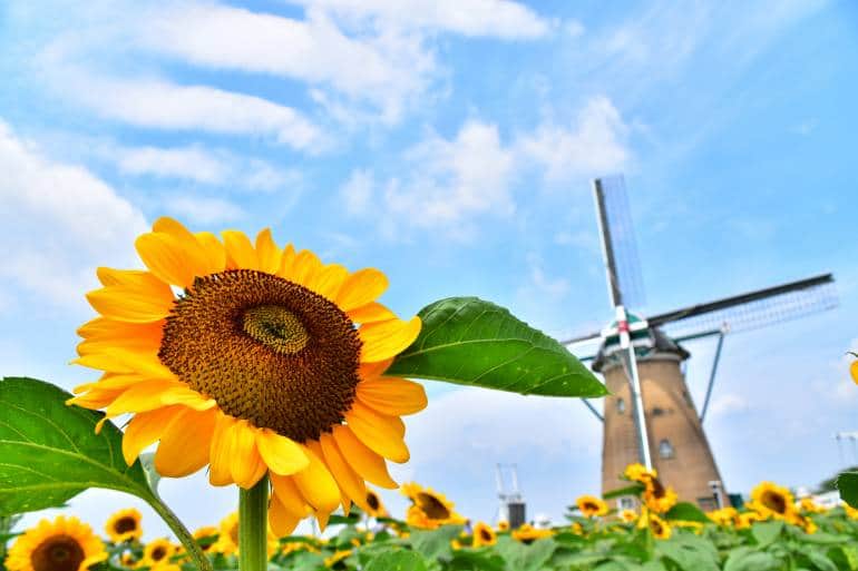 sunflower fields with windmill in the background on a nice spring day