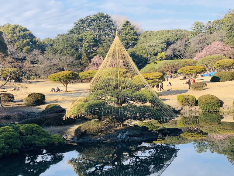 shinjuku gyoen winter tree japanese garden
