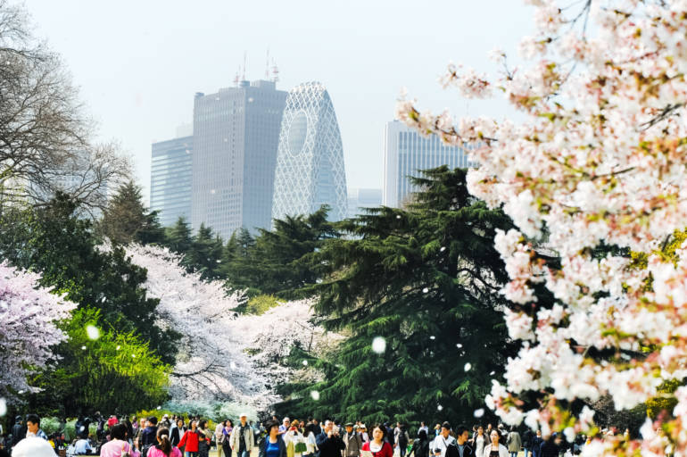 Tokyo cherry blossom Shinjuku