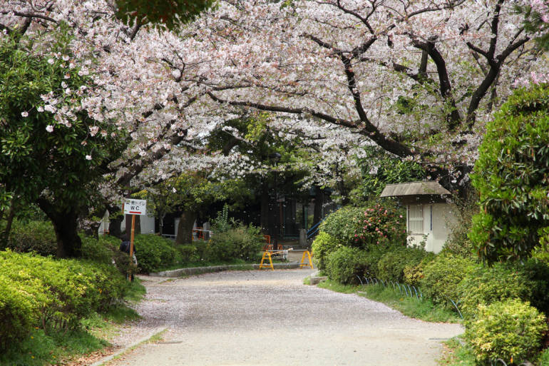 sumida park tokyo cherry blossom sakura