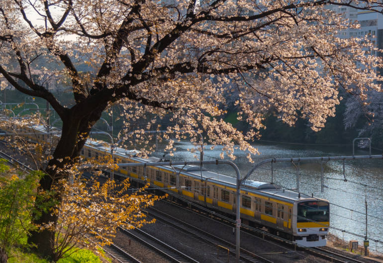Tokyo cherry blossom sakura