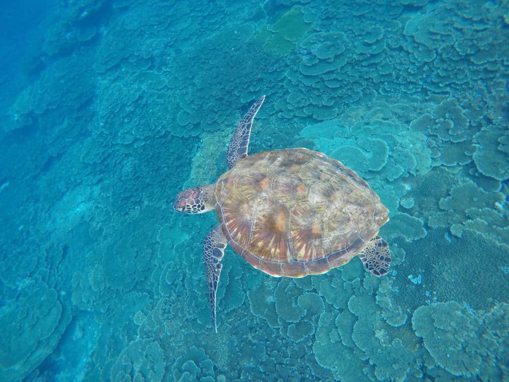 hachijojima sea turtle