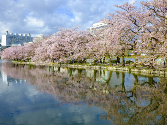 tokyo cherry blossom sakura ueno park