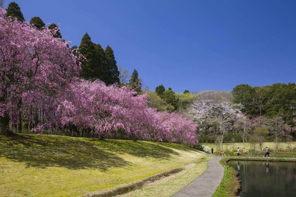 Narita cherry blossoms spring