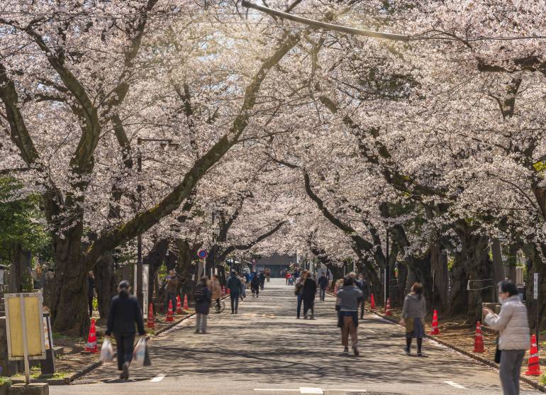 Cherry blossoms blooming in Yanaka Cemetery